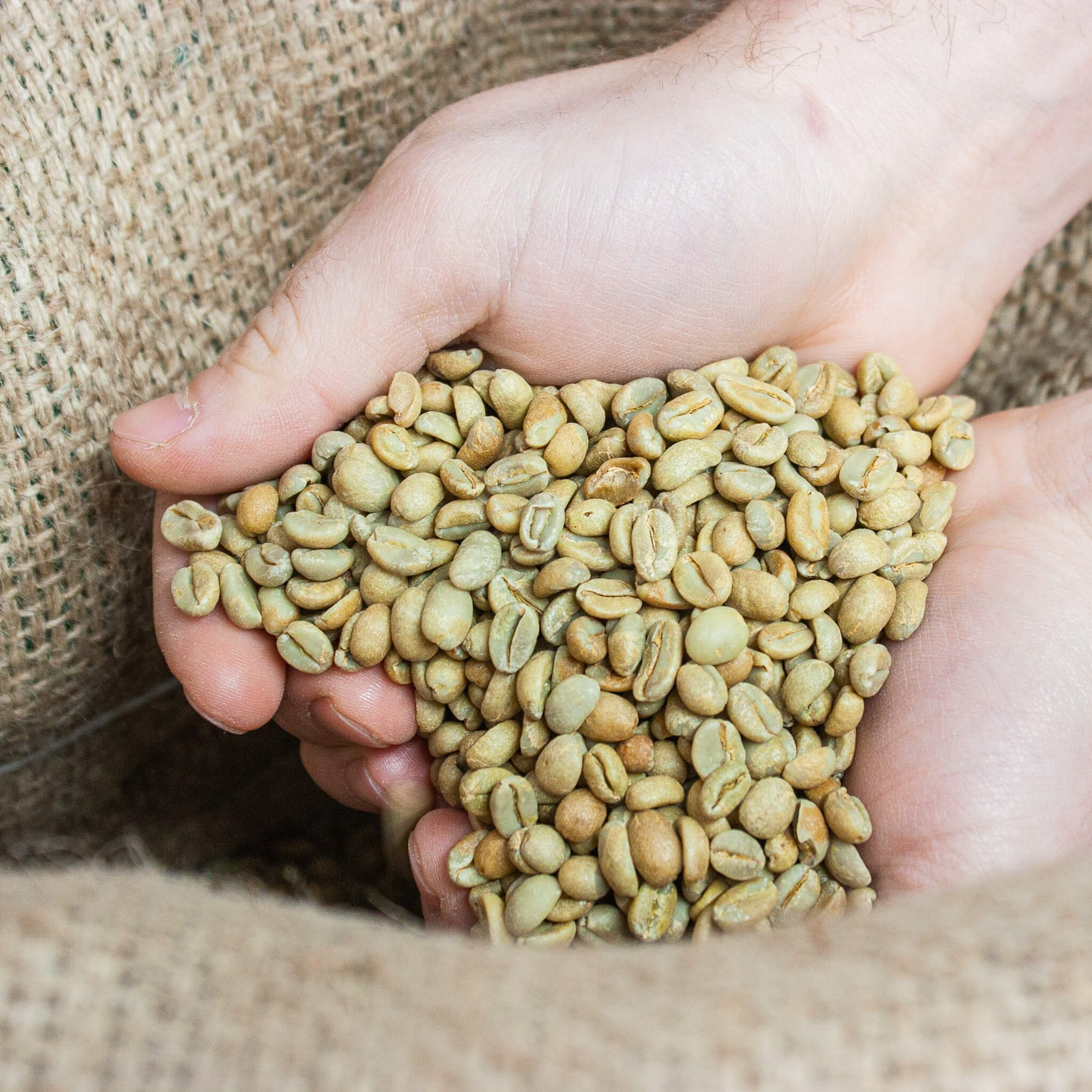 Lighthouse Coffee Roasters